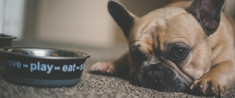 Dog lying next to food bowl